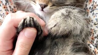 Love of cat