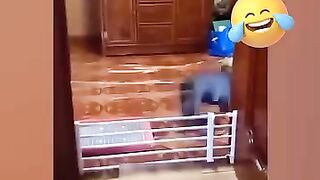 Angry cat