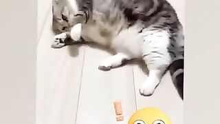 Funny cat