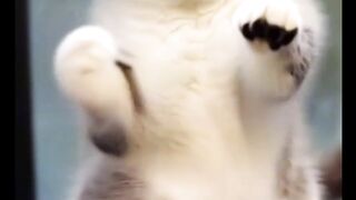 Fany video Mano billi