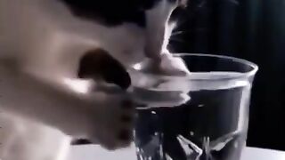 Funnhy Animals
