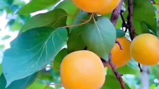 تم اپنے پروردگار کی کون کون سی نعمتوں کو جھٹلاؤ گے