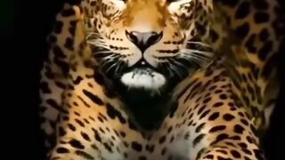 Animal Fight