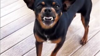 Ois cachorros pinchi dois infernos