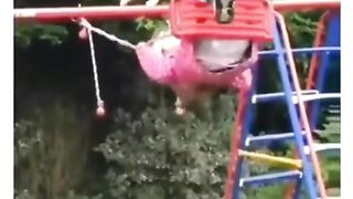 funny video.