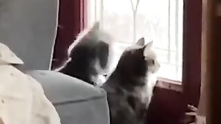 Cat Subscribe Our Channel