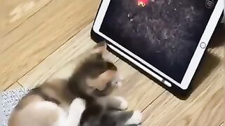 Cat Subscribe Our Channel