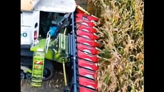 Mesmerizing Rice Harvesting: The Art of Traditional Rice Cutting