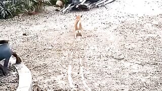 Very funny dog ????/funny moments dog/