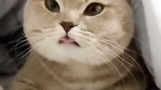 Cat Subscribe Our Channel