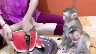monkey funny videos.