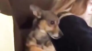 Funny dog