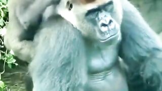 Laughing with the Gorilla Gang.very funny video.