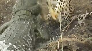 A struggle between a tiger and a crocodile
