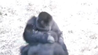 gorila. animals predators.