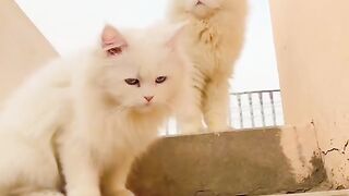 #cute cate#