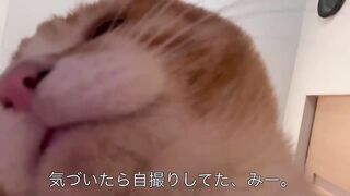 猫が自撮りしてた