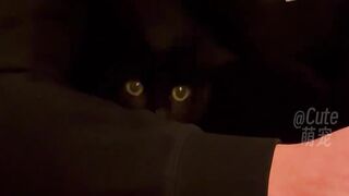 Crazy pets