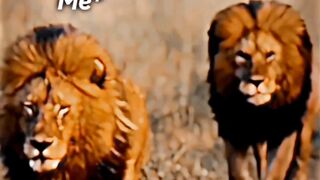 Brother video