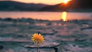 Masha allah allah's creation is so beautiful❤
