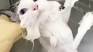 Funny Cats????????????