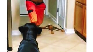Funny and cute dog