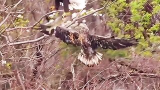 Eagle fighter
