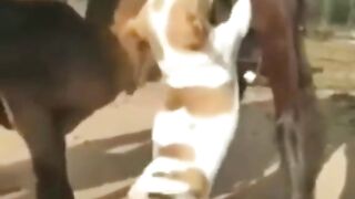 funny video