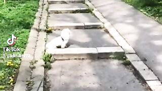 denny little dog