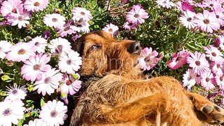 HAPPY DOG