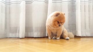 Have  you heard  of a  community dog?