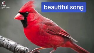 bird with butifull song