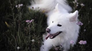 What are the possible post castration complications?
