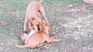 Why  does the dog follow its master?