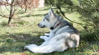 Can  a dog be left alone all day?