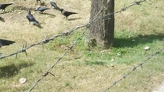 HUNGRY BIRDS