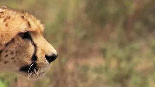 WORLD’S FASTEST ANIMALS FAIL! Grant’s Gazzele Take Down Cheetah With Horns, Lion Hunt Imapala Fail