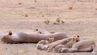 mother elephant's in rage Lion Family Suffers When Constantly Being Tortured By Elephant,Crocodi