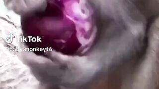 Monyet makan bawang #videoshort