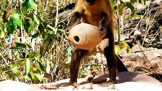 Kemampuan monyet saat ingin makan #videoshort