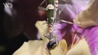 mantis