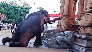 Elephant Baby