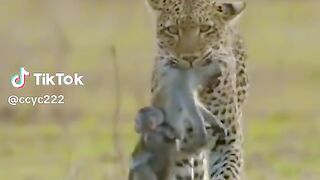 monyet diburu harimau #videoshort