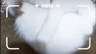 Cute cats