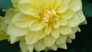 I give you so many night night flowers to give to your beloved person but why don't you subscribe my frien