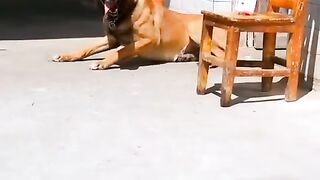 Smart dog helps owner do housework
