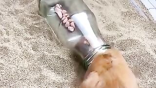 حيوانات ذكية
