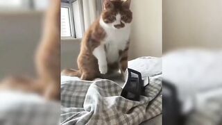 Funny Cat and Dogs????????- Cutest Cats and Dogs Video - Funny Animals 2024-New Funny Videos 2024????