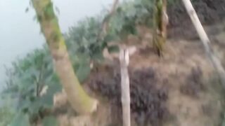 Bananas caught on the banana tree
