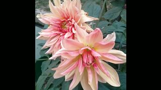 What can I give my friend without flowers?